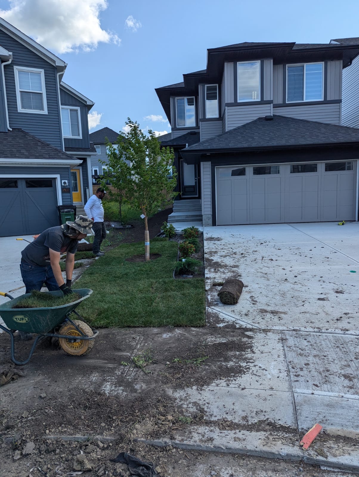Fresh front yard sod installation with new tree and shrubs